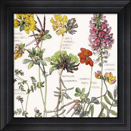 Framed Ambrosia 5 Print