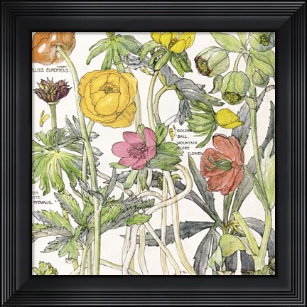 Framed Ambrosia 6 Print