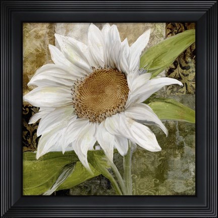 Framed White Sunflower I Print