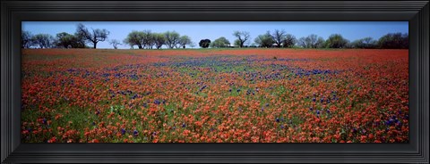 Framed Indian Paintbrush &amp; Bluebonnets TX Print