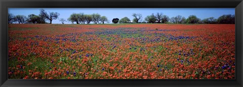 Framed Indian Paintbrush &amp; Bluebonnets TX Print