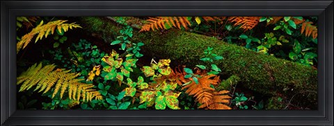 Framed Fall Foliage in a Forest, Adirondack Mountains Print