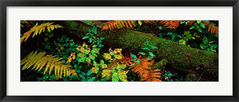 Framed Fall Foliage in a Forest, Adirondack Mountains Print