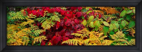 Framed Fall Foliage in Adirondack Mountains Print