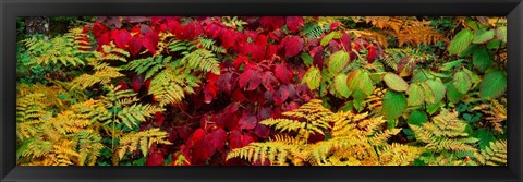 Framed Fall Foliage in Adirondack Mountains Print