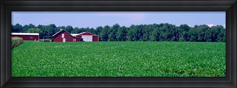 Framed Green Field with Barn, Maryland Print