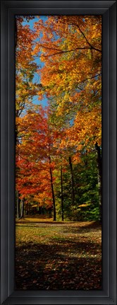Framed Autumn trees in a forest, Orchard Park, New York Print