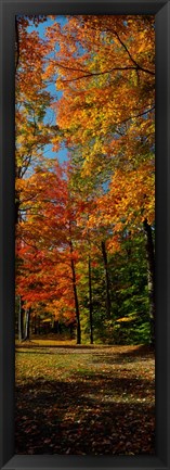 Framed Autumn trees in a forest, Orchard Park, New York Print