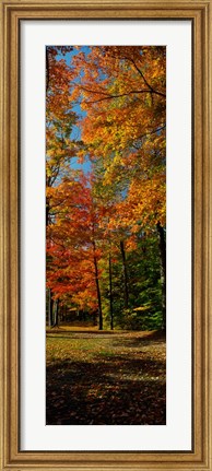 Framed Autumn trees in a forest, Orchard Park, New York Print