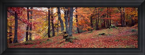 Framed Beech Trees in Autumn, Aberfeldy, Scotland Print