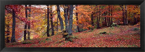 Framed Beech Trees in Autumn, Aberfeldy, Scotland Print