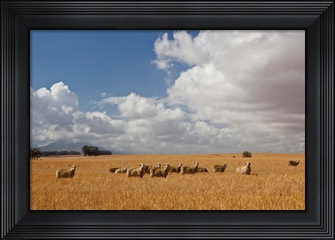 Framed Flock of Sheep Grazing in a Farm, South Africa Print