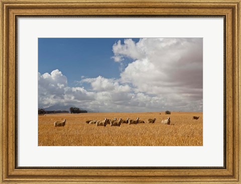 Framed Flock of Sheep Grazing in a Farm, South Africa Print