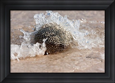 Framed Waves Crashing on a Piece of Coral, Culebra Island, Puerto Rico Print