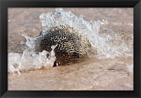 Framed Waves Crashing on a Piece of Coral, Culebra Island, Puerto Rico Print