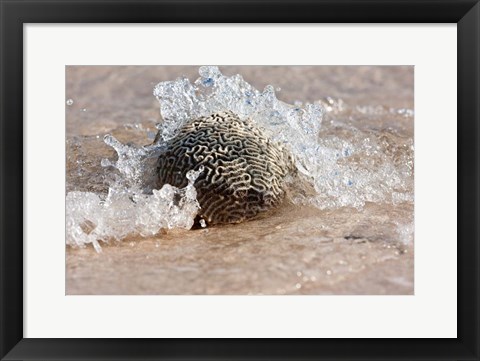 Framed Waves Crashing on a Piece of Coral, Culebra Island, Puerto Rico Print