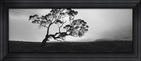 Framed Silhouette Of A Koa Tree, Big Island, Hawaii Print