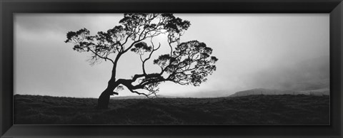 Framed Silhouette Of A Koa Tree, Big Island, Hawaii Print