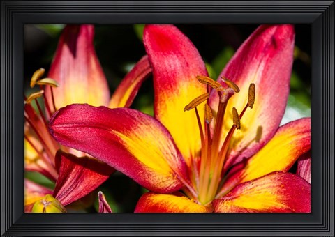 Framed Tiger lily flowers Print