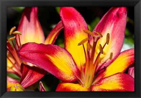 Framed Tiger lily flowers Print