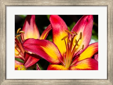 Framed Tiger lily flowers Print