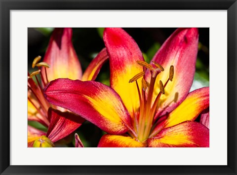Framed Tiger lily flowers Print