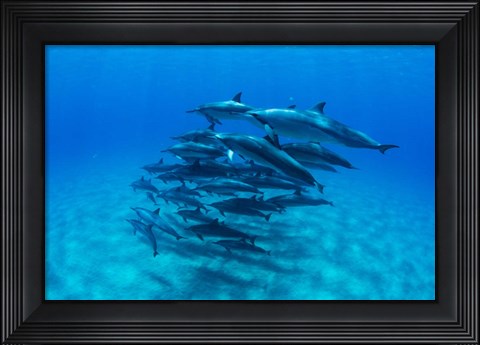 Framed Dolphins Wwimming in Pacific Ocean, Hawaii Print