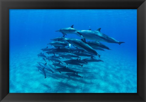 Framed Dolphins Wwimming in Pacific Ocean, Hawaii Print