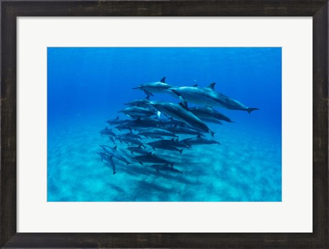 Framed Dolphins Wwimming in Pacific Ocean, Hawaii Print