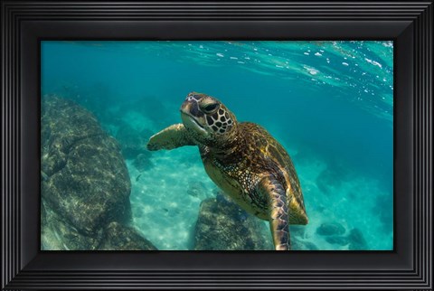 Framed Green Sea Turtle Swimming in the Pacific Ocean, Hawaii Print