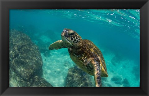 Framed Green Sea Turtle Swimming in the Pacific Ocean, Hawaii Print