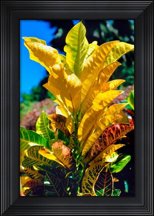 Framed Close-Up of Multi-Colored Leaves, Tahiti, French Polynesia Print