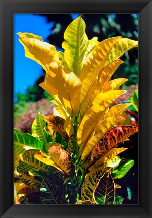 Framed Close-Up of Multi-Colored Leaves, Tahiti, French Polynesia Print