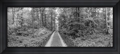 Framed Dirt Road Passing through a Forest, Baden-Wurttemberg, Germany Print