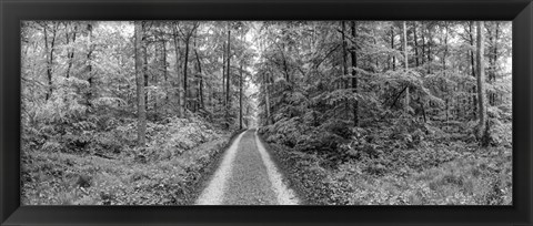 Framed Dirt Road Passing through a Forest, Baden-Wurttemberg, Germany Print