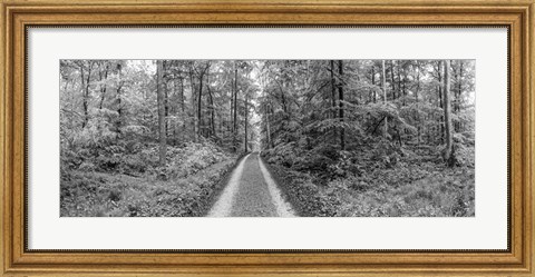 Framed Dirt Road Passing through a Forest, Baden-Wurttemberg, Germany Print