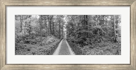 Framed Dirt Road Passing through a Forest, Baden-Wurttemberg, Germany Print