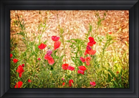 Framed Close-up of Wilting Poppies Print