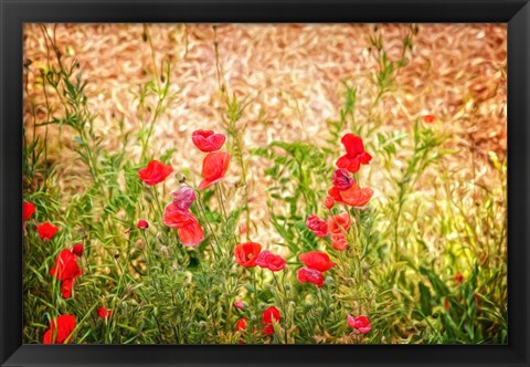 Framed Close-up of Wilting Poppies Print