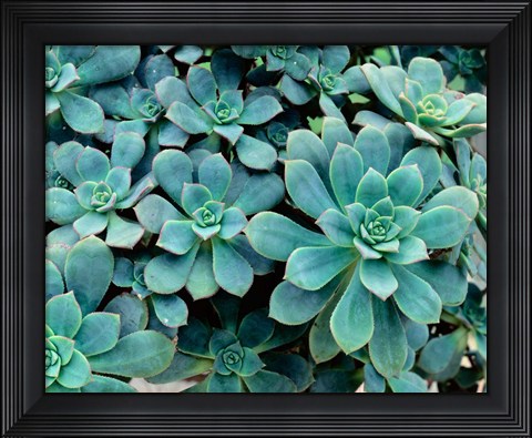 Framed Close-up of Plants, Buffalo and Erie County Botanical Gardens Print