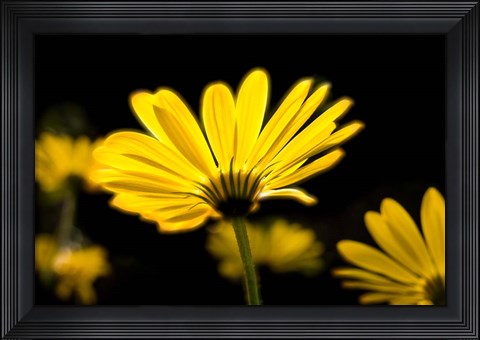 Framed Close-Up of Voltage Yellow African Daisy Flowers, Florida Print