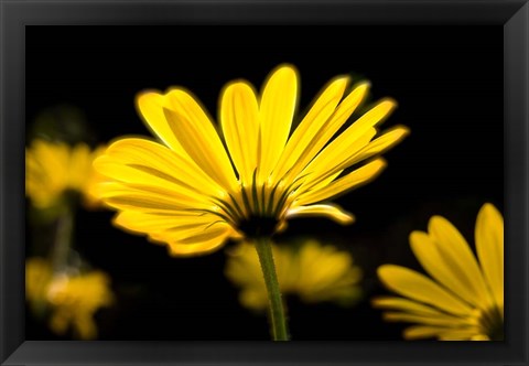 Framed Close-Up of Voltage Yellow African Daisy Flowers, Florida Print