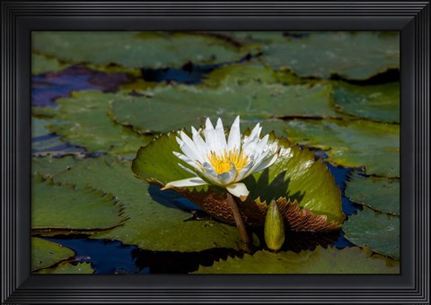 Framed Water Lily in a Pond, Florida Print