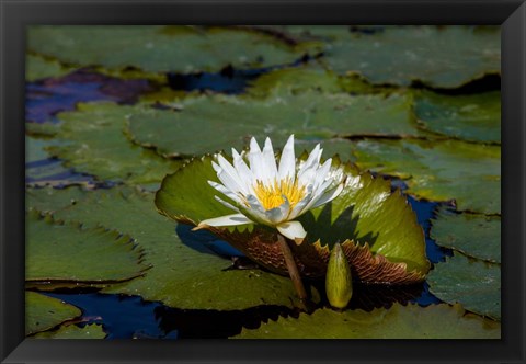 Framed Water Lily in a Pond, Florida Print