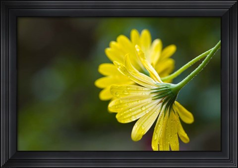 Framed Close-Up of Raindrops on Voltage Yellow African Daisy Flowers, Florida Print