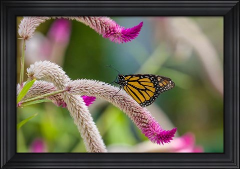 Framed Close-up of Monarch Butterfly Pollinating Flowers, Florida Print