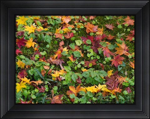 Framed Fallen Autumnal Leaves, Kodaiji Temple, Japan Print