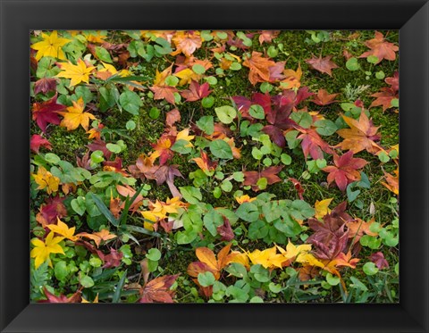 Framed Fallen Autumnal Leaves, Kodaiji Temple, Japan Print