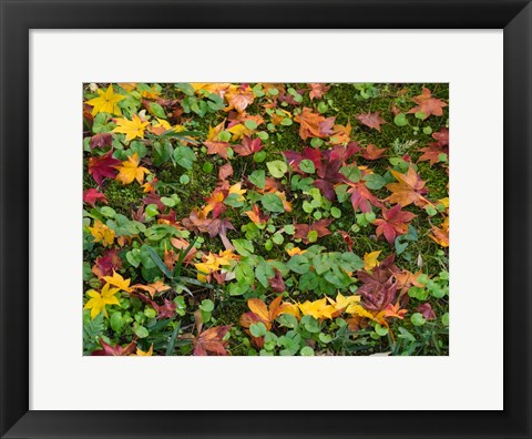 Framed Fallen Autumnal Leaves, Kodaiji Temple, Japan Print