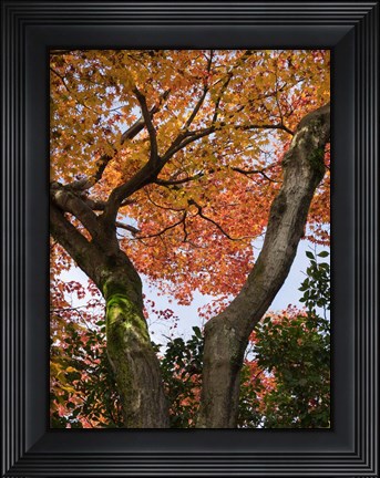 Framed Fall Leaves on V Shaped Tree, Japan Print